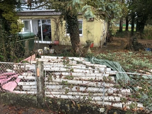 Birkenstämme (weißes Birkenholz) 