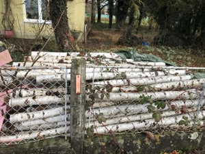 Birkenstämme (weißes Birkenholz)  Bild 2