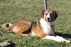 Browny möchte Teil IHRER Familie werden Bild 4