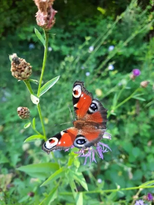 Fluchbeseitigung mit Hilfe von Gebeten