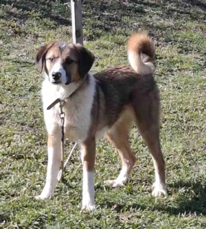 Browny möchte Teil IHRER Familie werden Bild 3