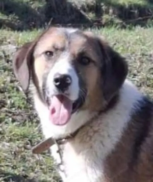 Browny möchte Teil IHRER Familie werden Bild 5