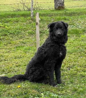 Nella möchte IHRE treue Begleiterin werden Bild 3