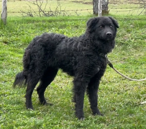 Nella möchte IHRE treue Begleiterin werden Bild 5