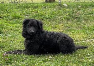 Nella möchte IHRE treue Begleiterin werden Bild 4