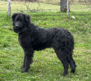 Nella möchte IHRE treue Begleiterin werden