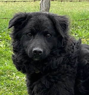 Nella möchte IHRE treue Begleiterin werden Bild 6