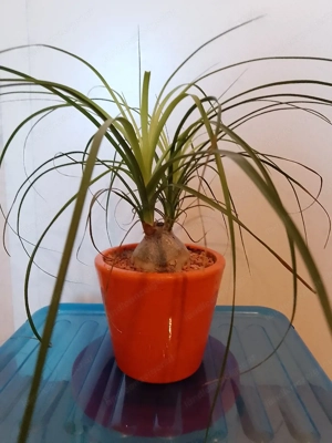 Elefantenfuß  Bild 3