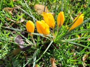 Massagen zum wohlfühlen für reifen Menschen  Bild 3