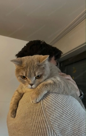 Katze Britisch Kurzhaar Bild 2