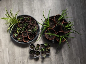 Jung-Pflänzchen (diverse)