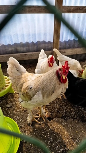 Drei Junge Hähne zu verschenken..! Bild 3