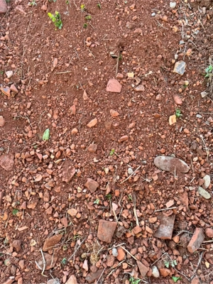 tonerde dachbegrünung