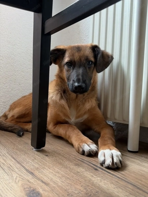 Candy - neugierig, verschmust und bereit für eine Familie