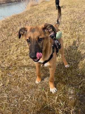 Candy - neugierig, verschmust und bereit für eine Familie Bild 8