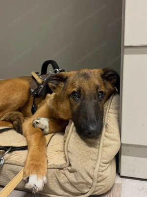 Candy - neugierig, verschmust und bereit für eine Familie Bild 10