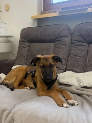 Candy - neugierig, verschmust und bereit für eine Familie Bild 9