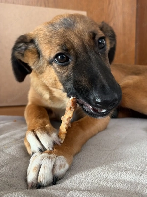 Candy - neugierig, verschmust und bereit für eine Familie Bild 5