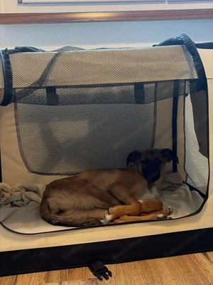 Candy - neugierig, verschmust und bereit für eine Familie Bild 3