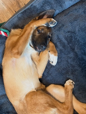 Candy - neugierig, verschmust und bereit für eine Familie Bild 2