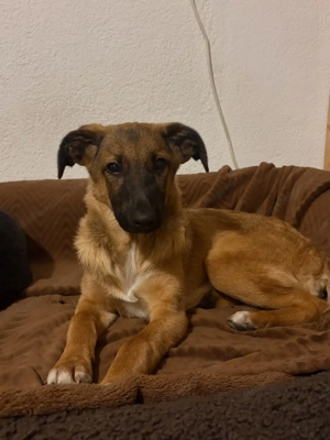 Candy - neugierig, verschmust und bereit für eine Familie Bild 4