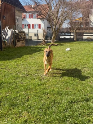 Candy - neugierig, verschmust und bereit für eine Familie Bild 6