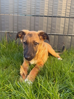 Candy - neugierig, verschmust und bereit für eine Familie Bild 7