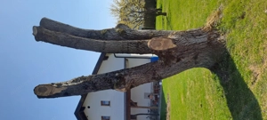 Nußbaum für Drechsler u. Handwerker  Bild 2