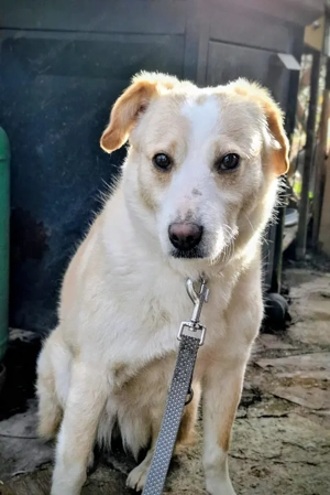 Amalfi - NOTFALL Österreich Bild 2