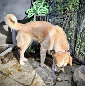 Amalfi - NOTFALL Österreich Bild 3