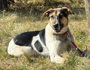 Sasy wartet auf IHRE Familie Bild 5