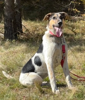 Sasy wartet auf IHRE Familie Bild 6