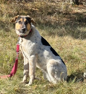 Sasy wartet auf IHRE Familie Bild 4