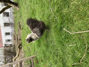 Seidenhahn zum Verschenken