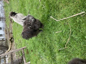 Seidenhahn zum Verschenken Bild 2