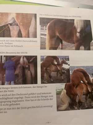Nutztiere auf dem Bauernhof für Kinder ab dem 3. Lebensjahr und für Erwachsene Bild 9