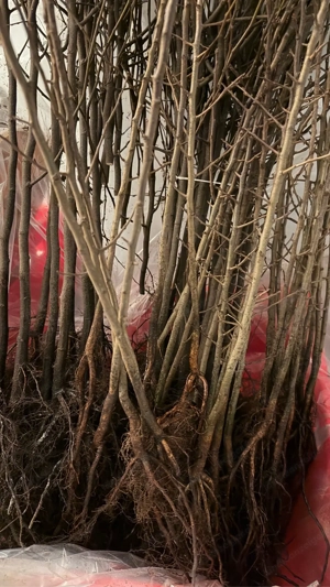 Birnenunterlagen Bild 2