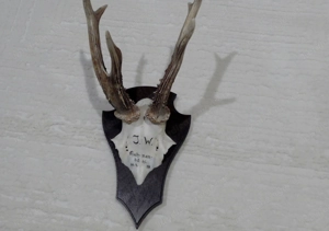 Schicke Rehgeweihe Bild 2