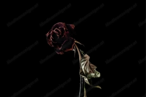 Priester und Voodoo-Experte für Liebeszauber, Partnerrückführung