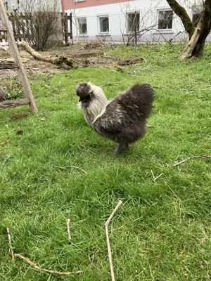 Seidenhahn zum Verschenken