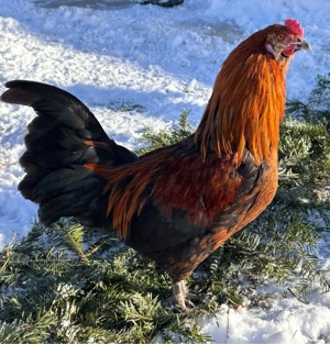 Ameraucana Hahn Bild 2