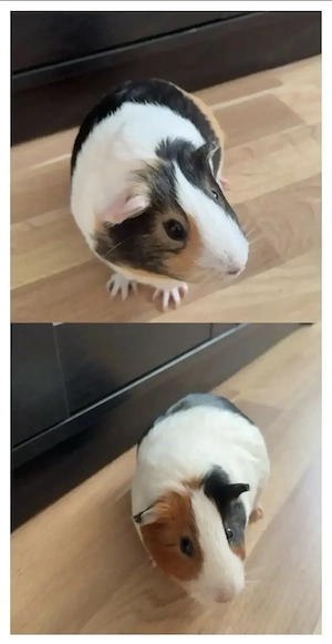 Kurzhaar-Meerschweinchen   Bild 2