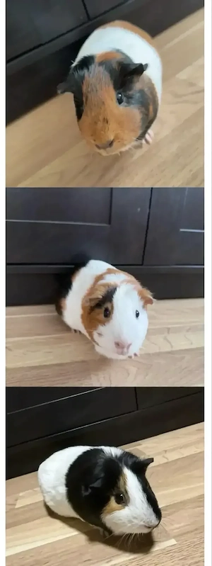 Kurzhaar-Meerschweinchen   Bild 3