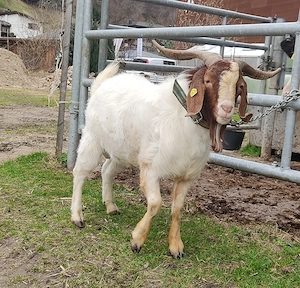 Burenziegenbock  Bild 2