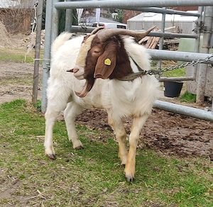 Burenziegenbock  Bild 3