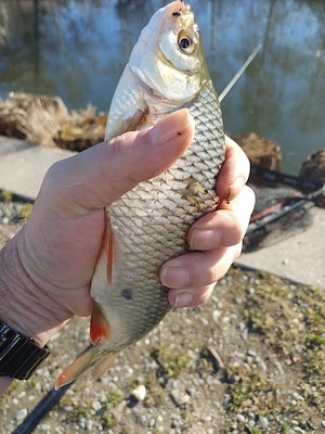 Walnüsse Lockfutter zum Angeln oder Kuchen Backen Bild 5
