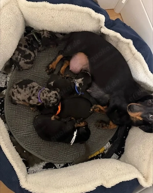 Beldomane Welpen zu verkaufen Bild 4