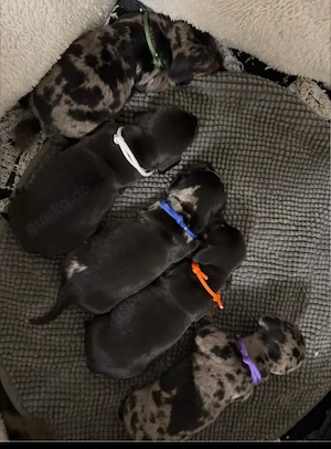 Beldomane Welpen zu verkaufen Bild 5