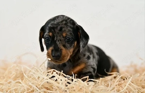 Beldomane Welpen zu verkaufen Bild 2