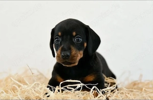 Beldomane Welpen zu verkaufen